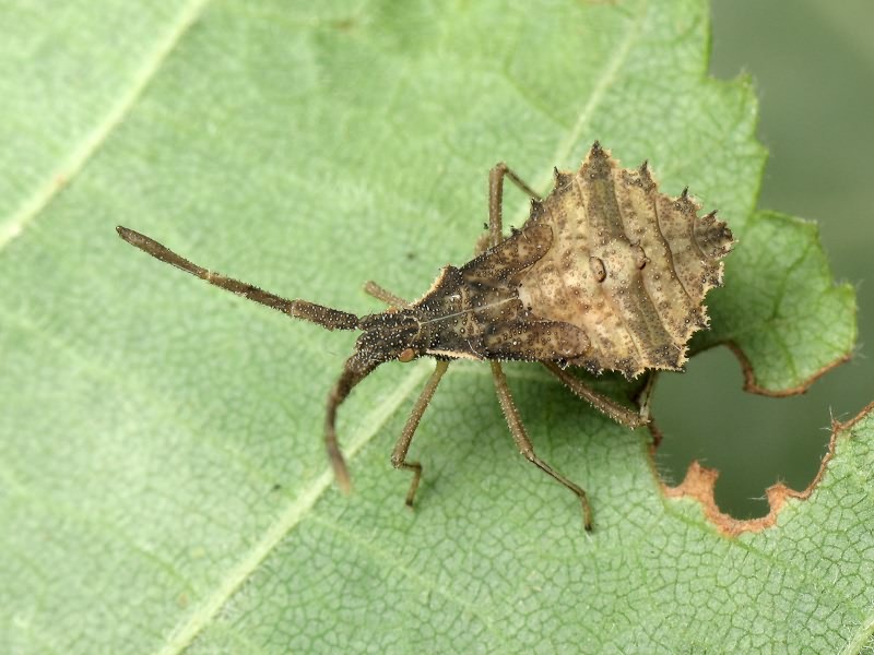 Syromastus rhombeus (Linnaeus, 1767)